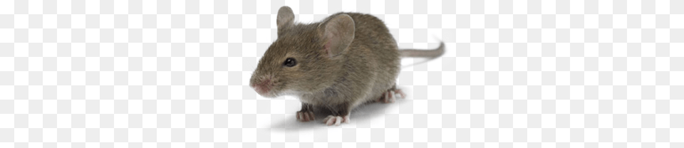 House Mice Moving Pictures Of Mouse, Animal, Mammal, Rat, Rodent Png