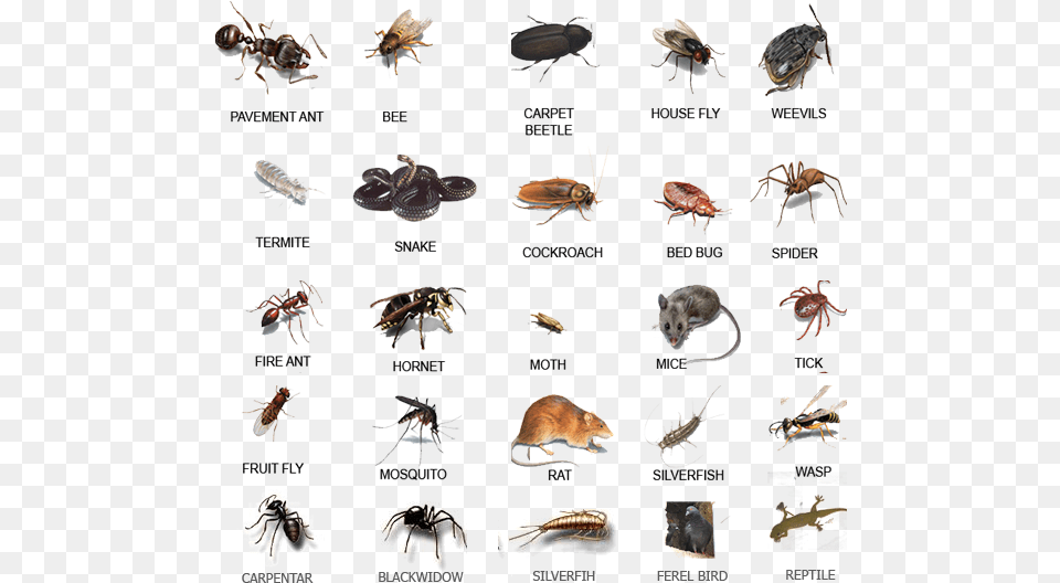 House Pests, Animal, Mammal, Rat, Rodent Png