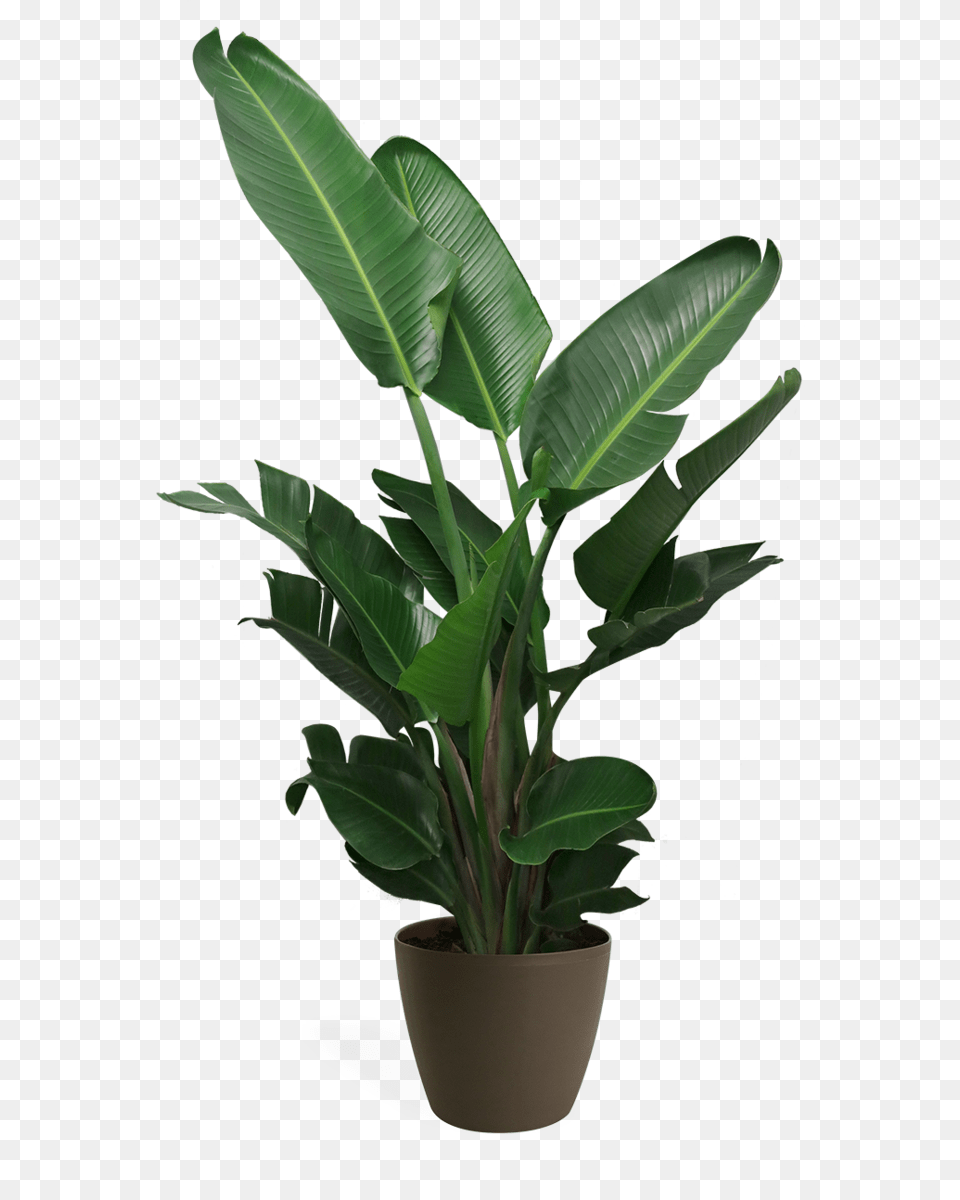 House Plant, Leaf, Flower, Potted Plant, Flower Arrangement Free Transparent Png