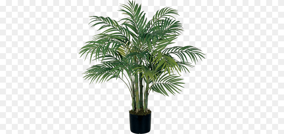 House Plant 339 Areca Silk Palm Tree, Palm Tree, Leaf Png