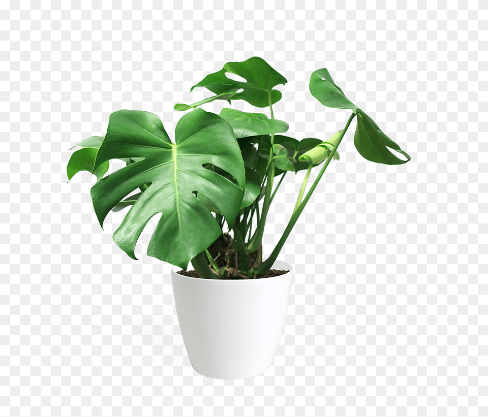 House Plant Background, Leaf, Potted Plant, Flower Png Image