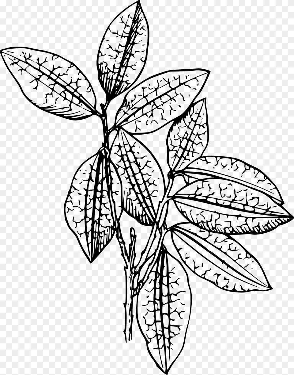 House Plant Clipart Black And White, Art, Leaf, Drawing, Doodle Free Png