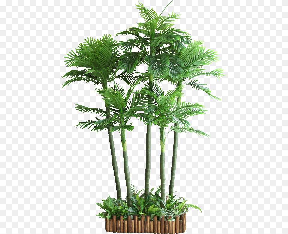 House Plant Cut Out, Palm Tree, Tree, Leaf, Fern Free Png Download