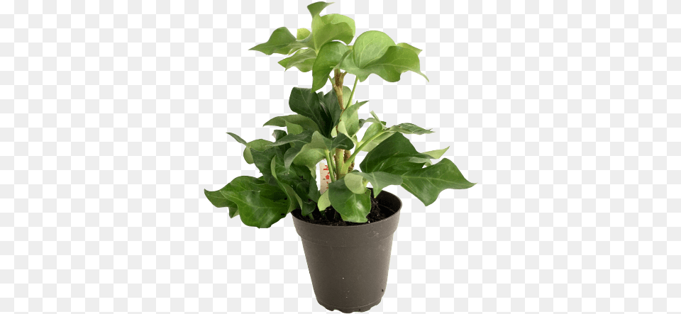 House Plant Pia Tree Ivy, Flower, Leaf, Potted Plant, Flower Arrangement Png Image
