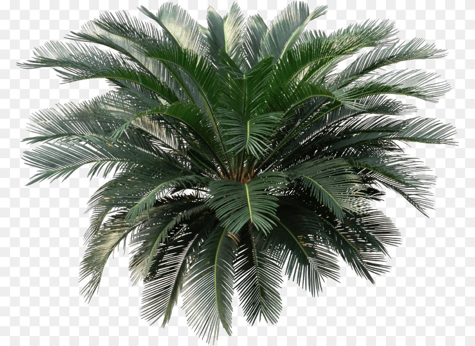House Plant Sago Palm, Palm Tree, Tree, Leaf Free Transparent Png