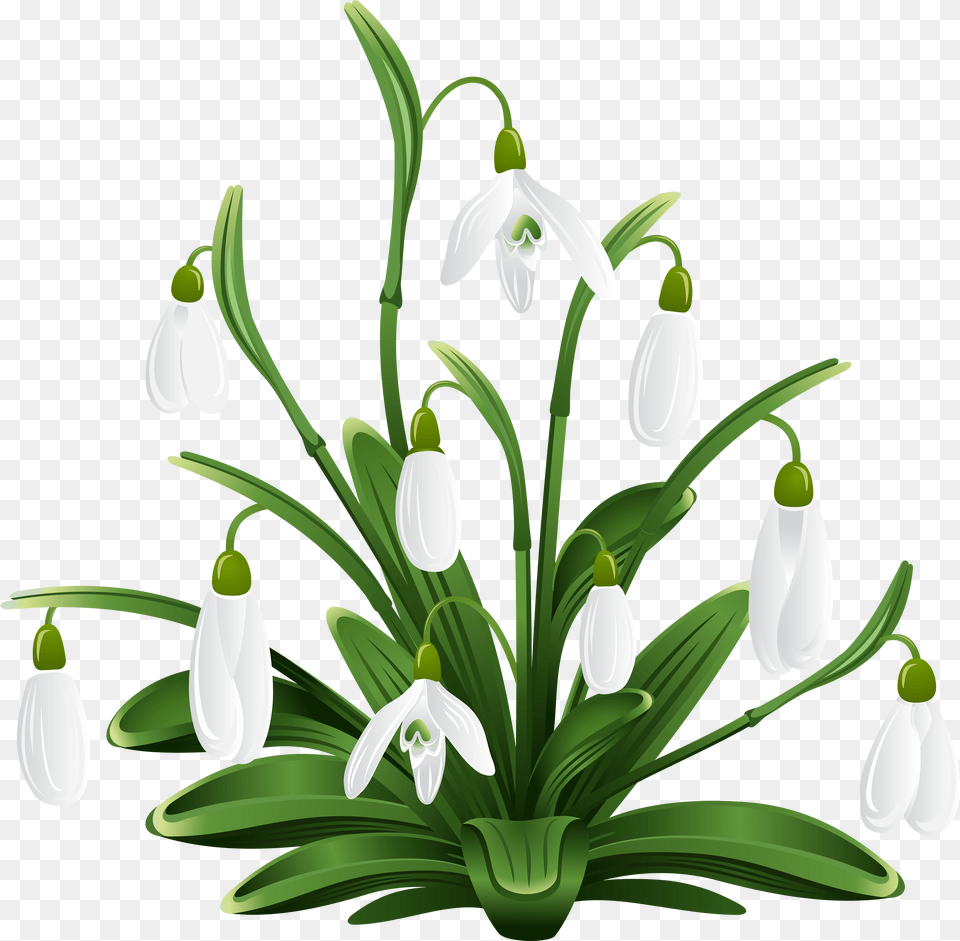 House Plant Snow Drops Clip Art, Amaryllidaceae, Flower, Chandelier, Lamp Png Image