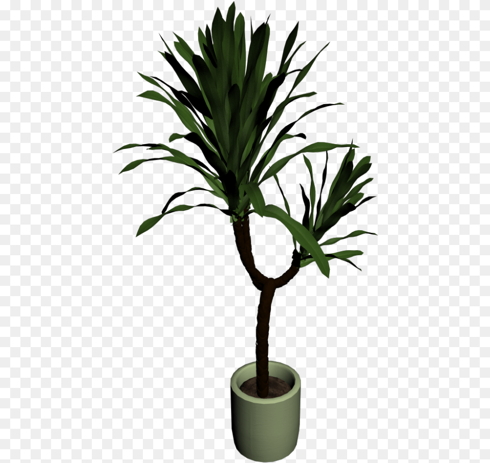 House Plant Yuccapalme, Leaf, Palm Tree, Potted Plant, Tree Png
