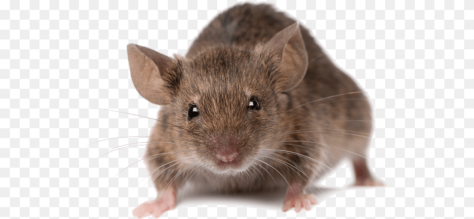 House Rat, Animal, Mammal, Rodent, Computer Hardware Free Png