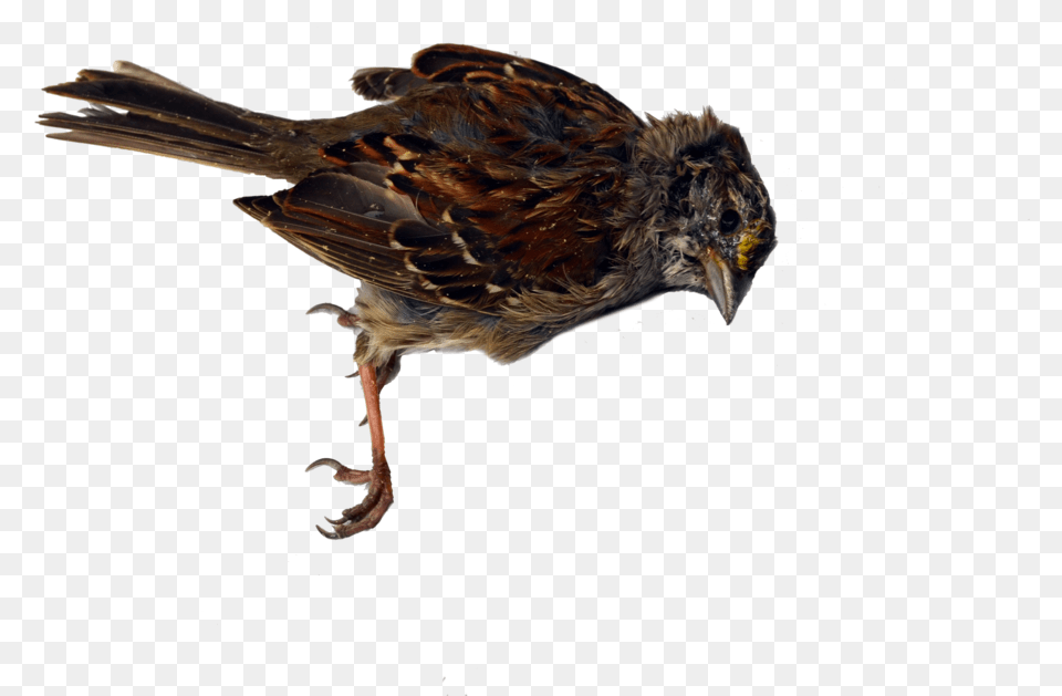 House Sparrow, Animal, Bird, Beak, Anthus Free Transparent Png