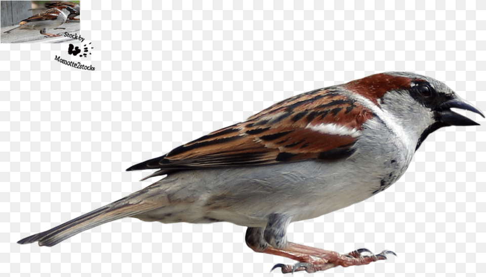 House Sparrow, Animal, Bird, Finch, Anthus Free Png