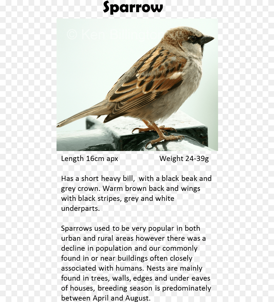 House Sparrow, Animal, Anthus, Bird, Finch Png Image