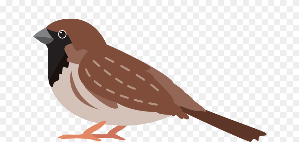 House Sparrow, Animal, Bird, Finch, Quail Free Png