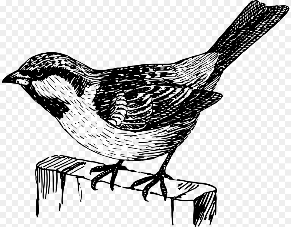 House Sparrow Bird Italian Sparrow Kilobyte Black And White Sparrow Clipart, Gray Free Png