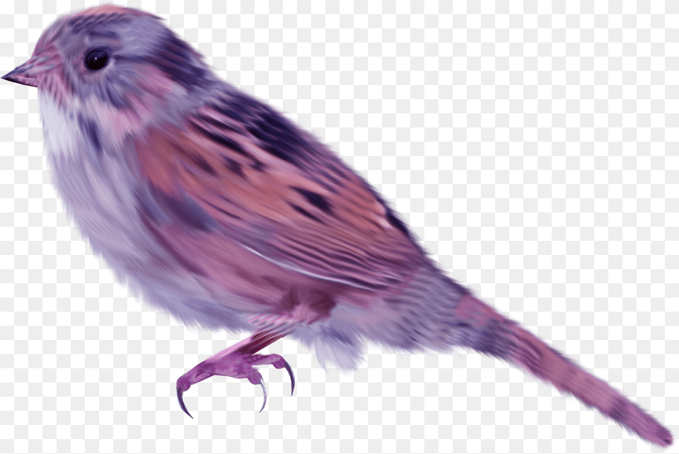 House Sparrow Bird Purple Sparrow, Animal, Finch, Anthus Free Transparent Png