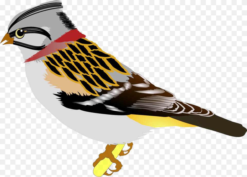 House Sparrow Bird Vertebrate Drawing, Animal, Finch, Beak, Jay Png