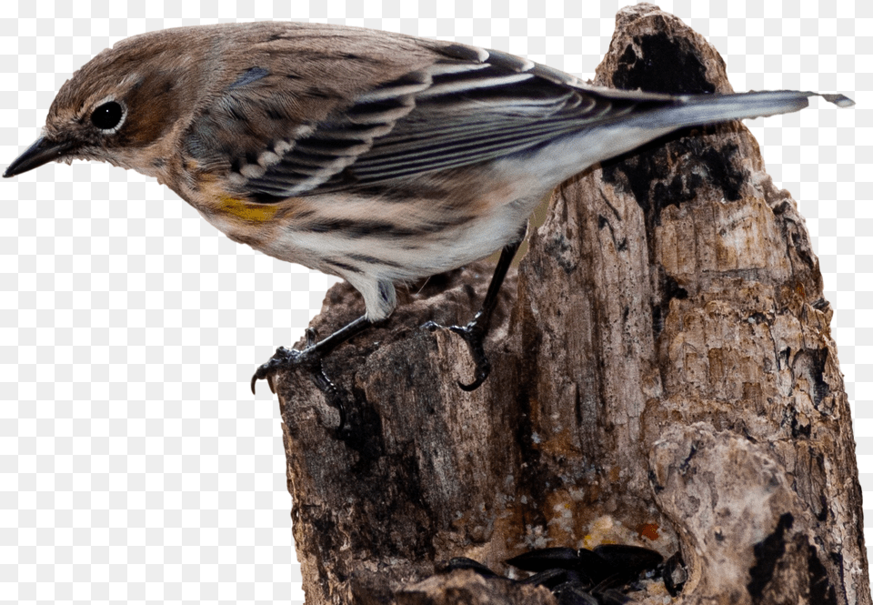 House Sparrow Bird Vertebrate New World Warbler Pajaro Curruca, Animal, Anthus, Finch, Plant Free Png