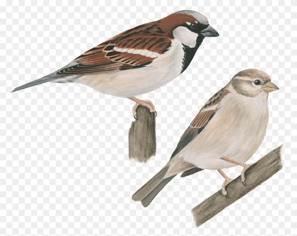 House Sparrow House Sparrow, Animal, Bird, Finch, Adult Png Image