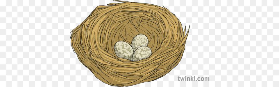 House Sparrow Nest Eggs Bird Science Ks2 Illustration Twinkl Bird Nest, Animal, Mammal, Tiger, Wildlife Free Transparent Png