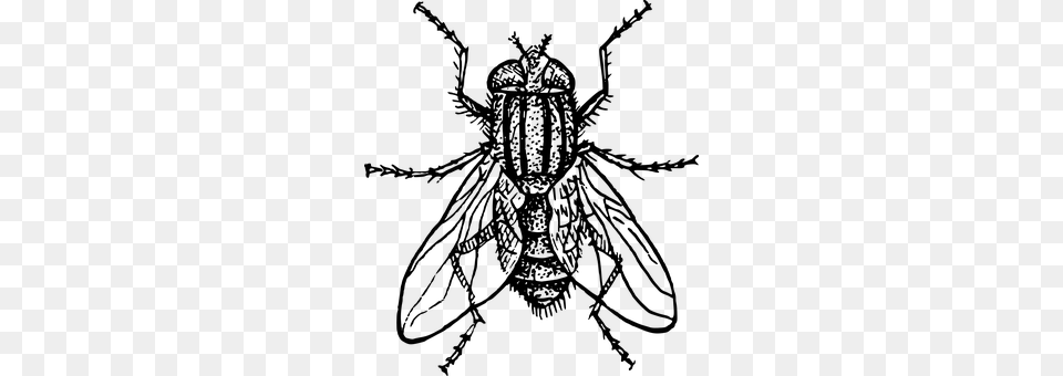 Housefly Gray Free Png