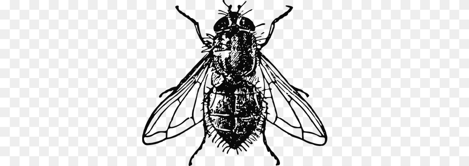 Housefly Animal, Bee, Insect, Invertebrate Png Image