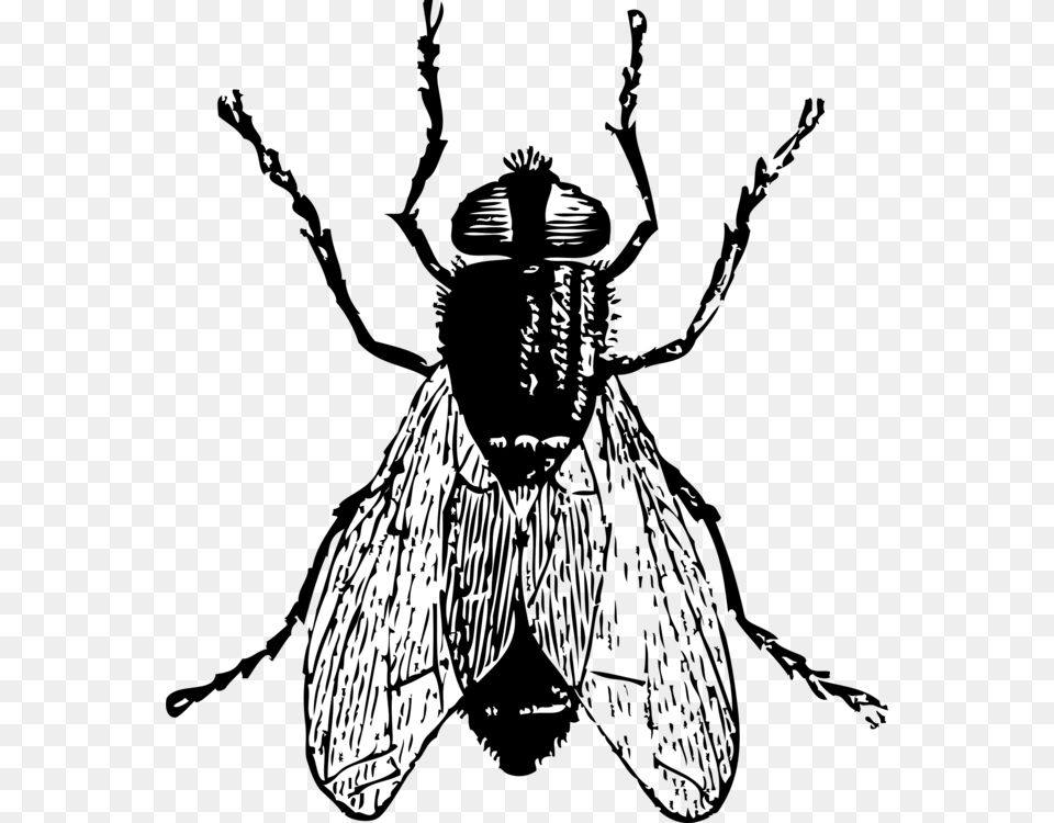 Housefly Insect Drawing, Adult, Animal, Bee, Invertebrate Free Png Download