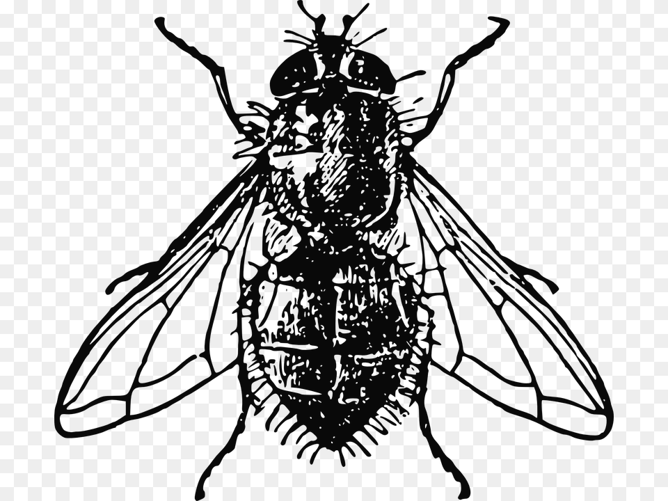 Housefly Insect Fly House Dirty Unhygienic Fly Black And White, Animal, Bee, Invertebrate, Wasp Png Image