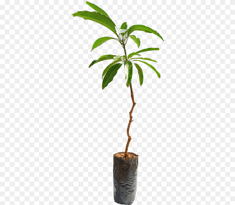Houseplant, Leaf, Plant, Potted Plant, Tree Free Png