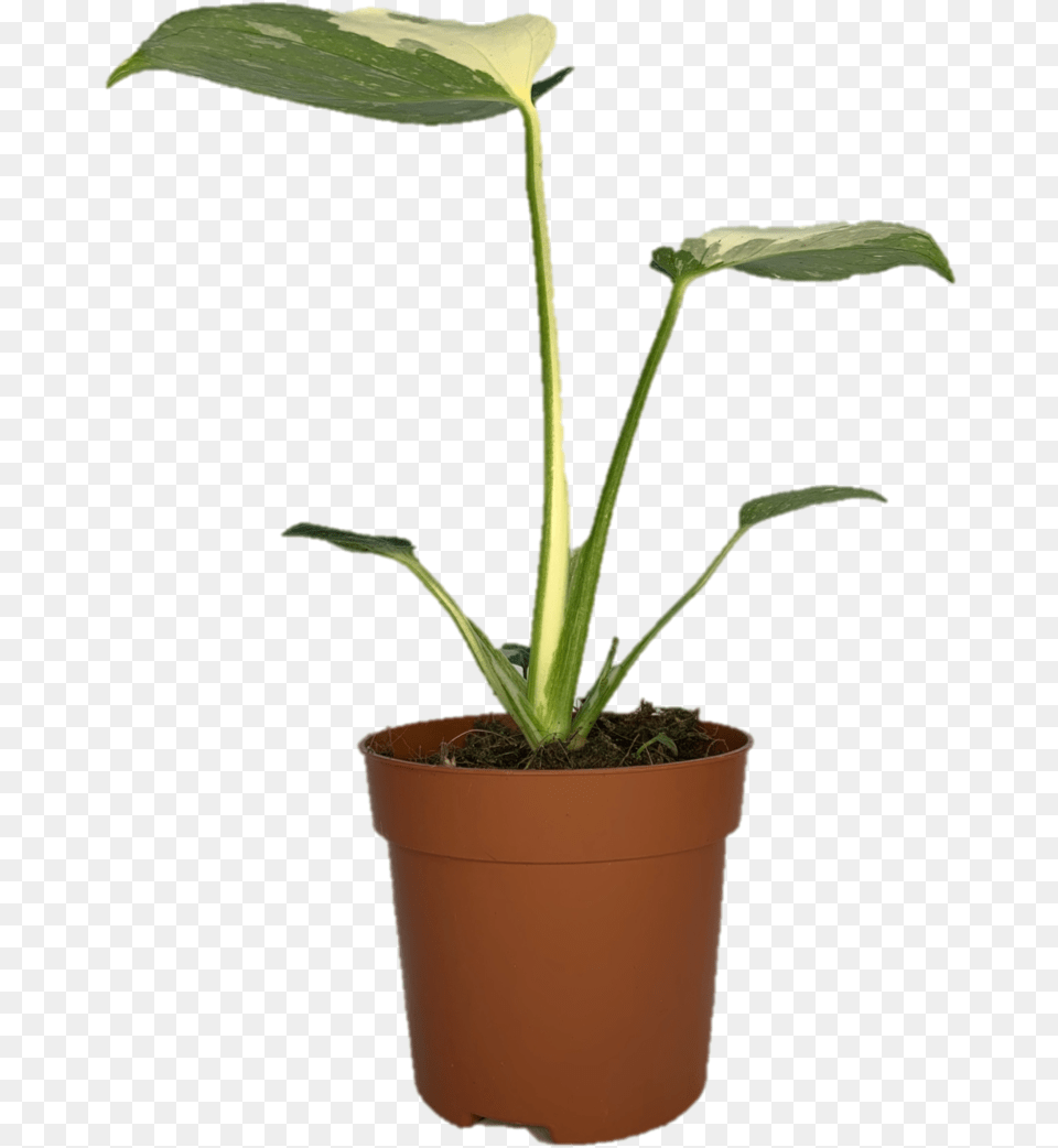 Houseplant, Leaf, Plant, Flower, Soil Free Png