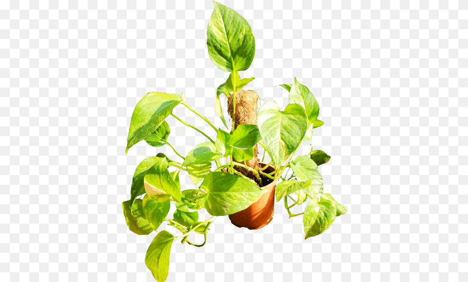 Houseplant, Leaf, Plant, Potted Plant, Flower Png Image