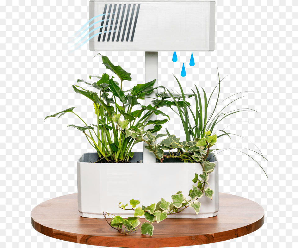 Houseplant, Vase, Pottery, Potted Plant, Planter Png