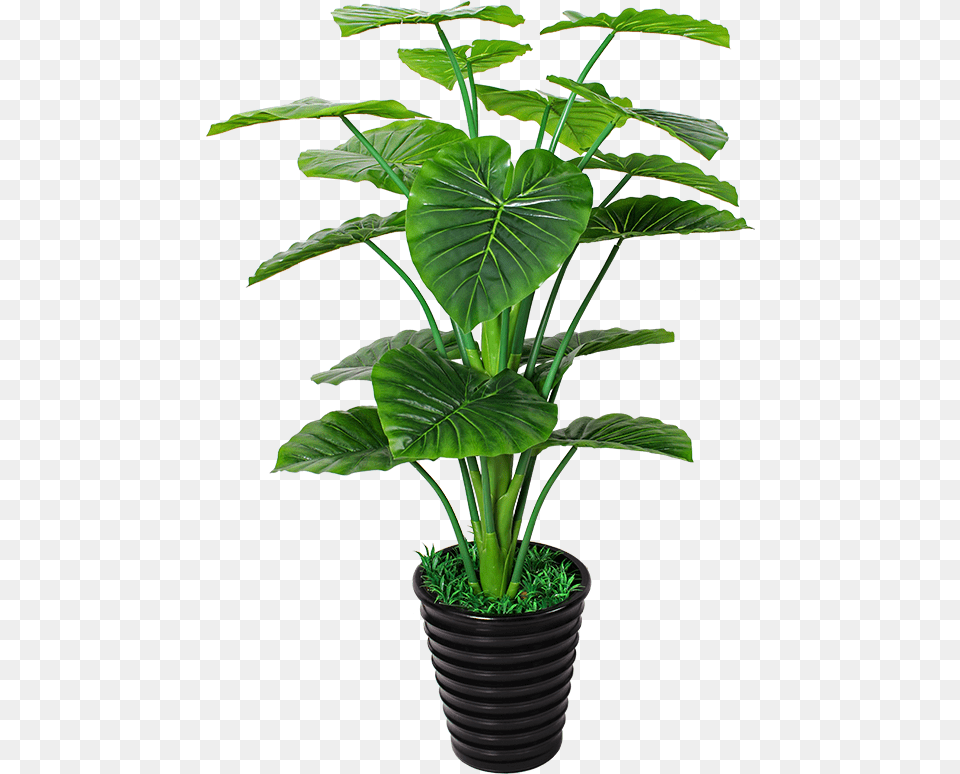 Houseplant, Leaf, Plant, Potted Plant, Flower Png Image