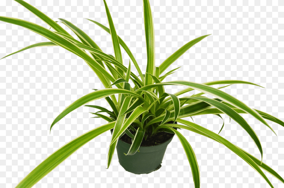 Houseplant, Plant, Potted Plant Png Image