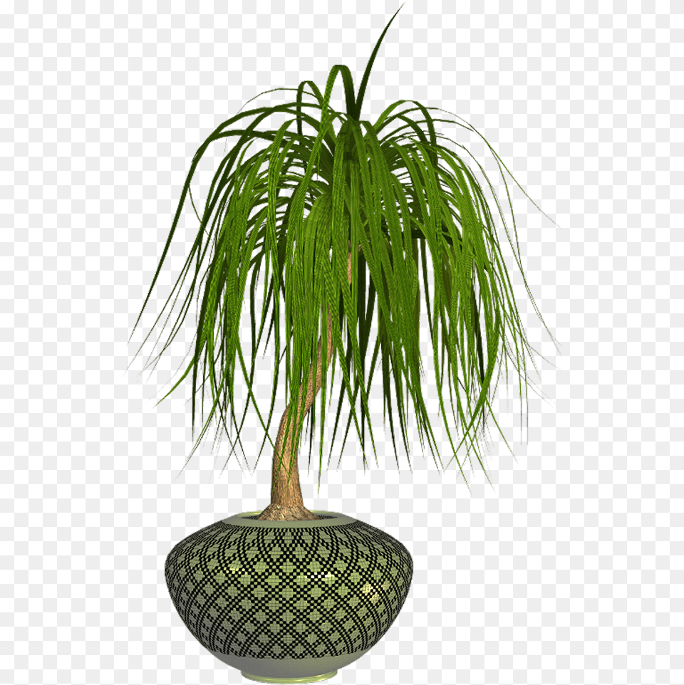 Houseplant, Plant, Potted Plant, Tree, Palm Tree Png