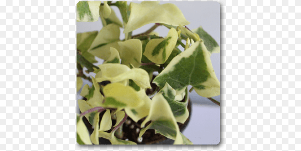 Houseplant, Flower, Flower Arrangement, Leaf, Plant Free Transparent Png