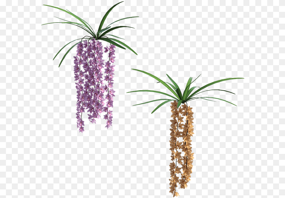 Houseplant, Flower, Plant, Lupin, Tree Free Png Download