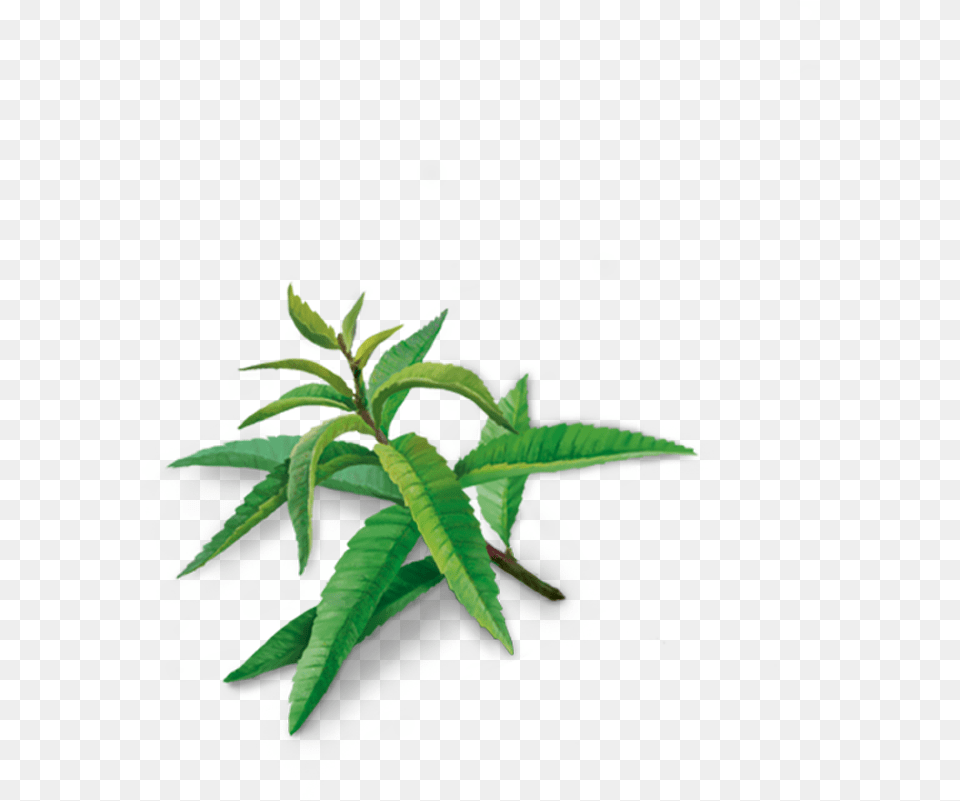 Houseplant, Green, Leaf, Plant, Herbal Png Image