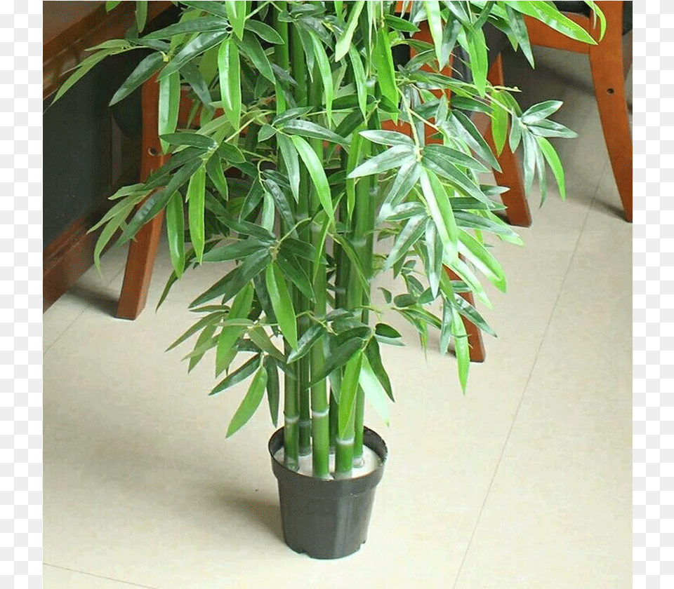 Houseplant, Plant, Bamboo Png Image