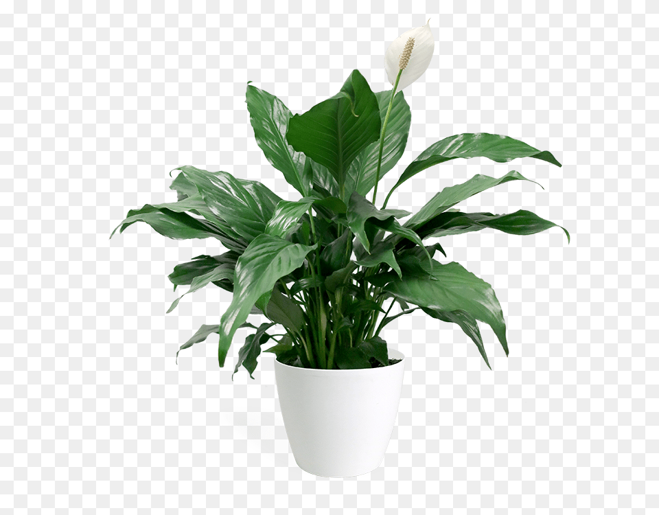 Houseplant, Flower, Plant, Potted Plant, Araceae Free Png