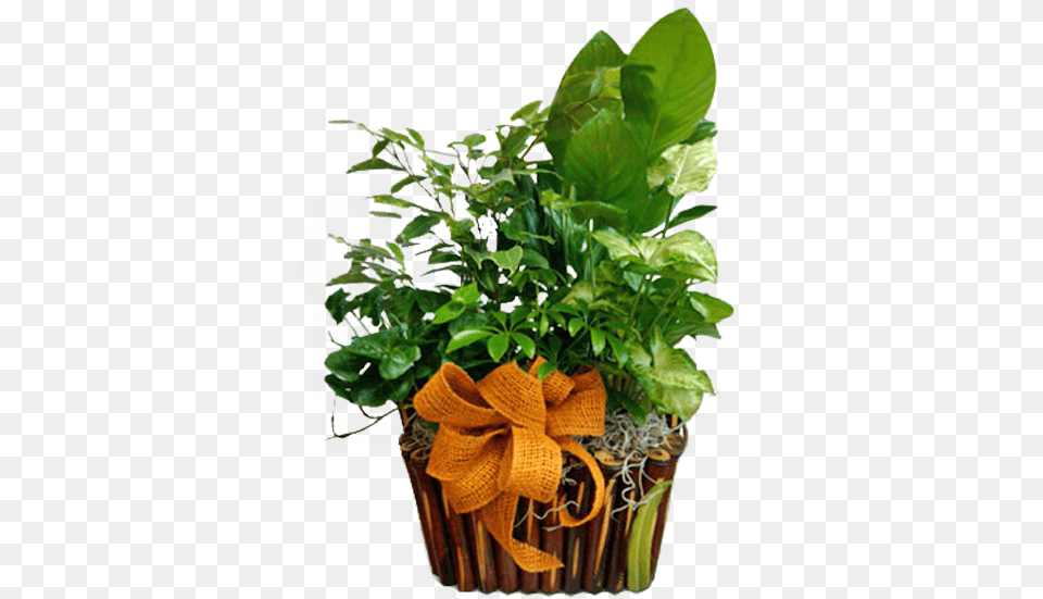Houseplant, Vase, Pottery, Potted Plant, Planter Free Transparent Png