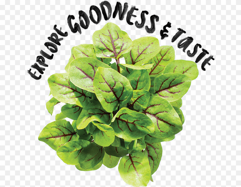 Houseplant, Plant, Food, Leafy Green Vegetable, Produce Png