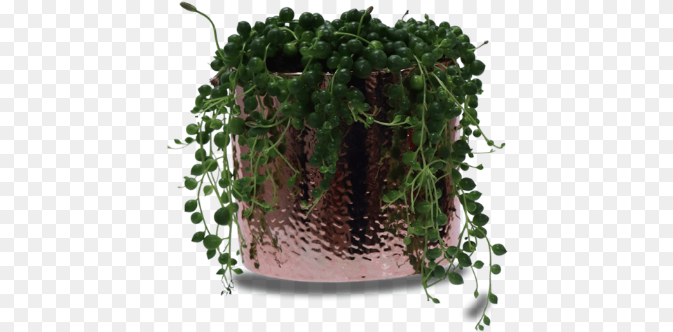 Houseplant, Jar, Plant, Planter, Potted Plant Png Image