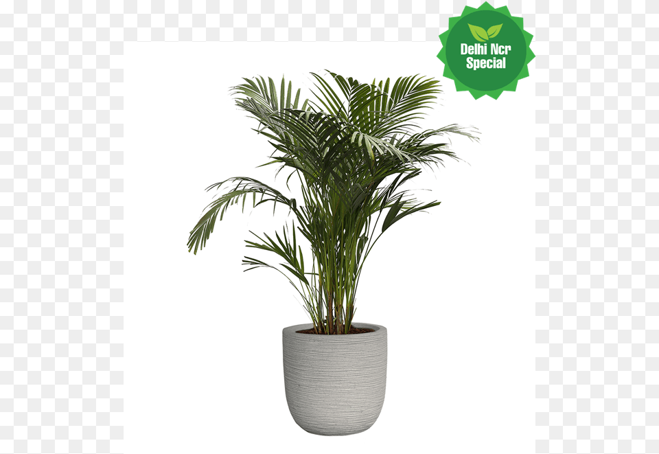 Houseplant, Palm Tree, Plant, Potted Plant, Tree Png