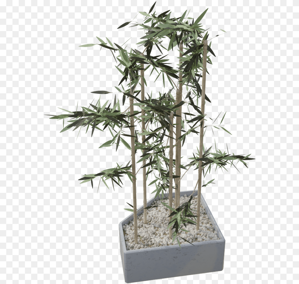 Houseplant, Plant, Potted Plant, Tree, Jar Png