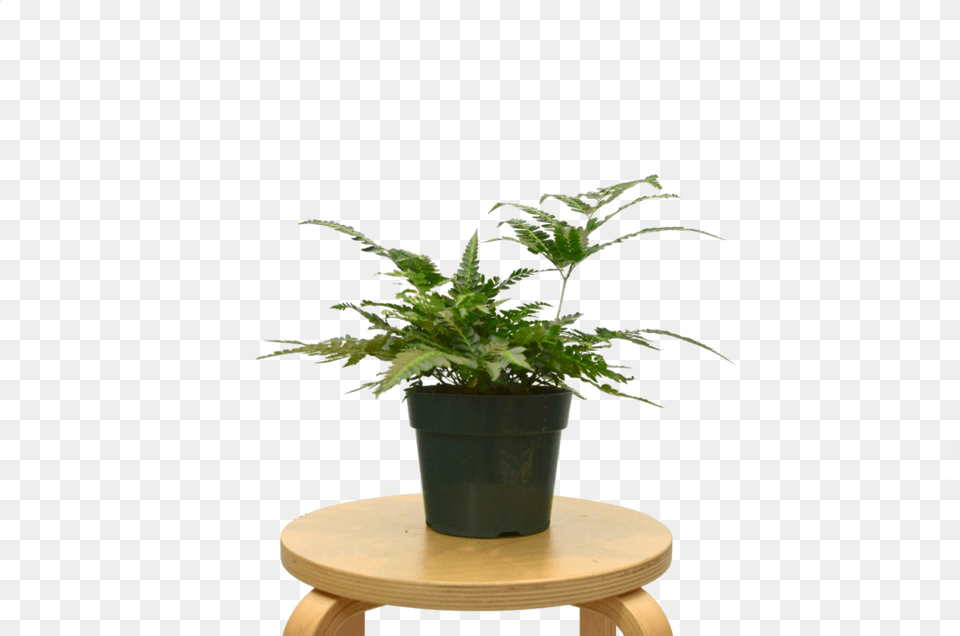 Houseplant, Leaf, Plant, Potted Plant, Fern Free Png