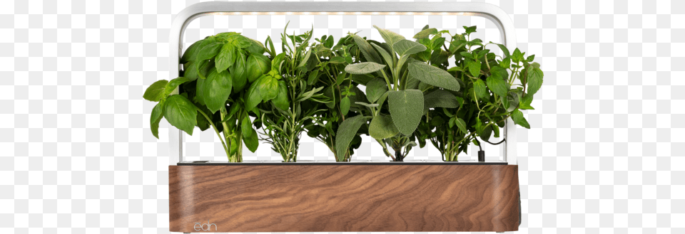 Houseplant, Herbal, Herbs, Leaf, Plant Free Png