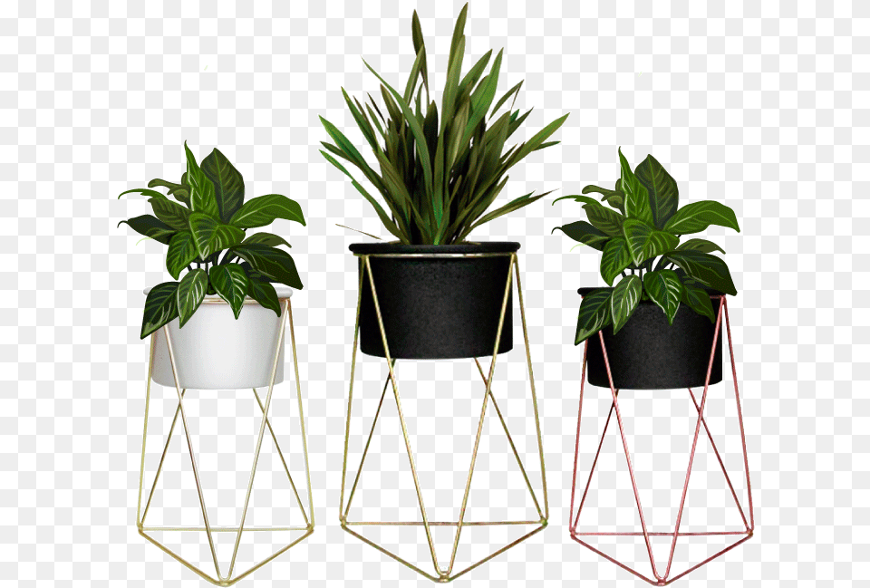 Houseplant, Jar, Plant, Planter, Potted Plant Png Image