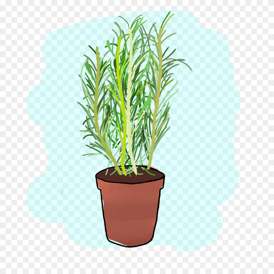 Houseplant, Plant, Soil, Tree, Potted Plant Free Png