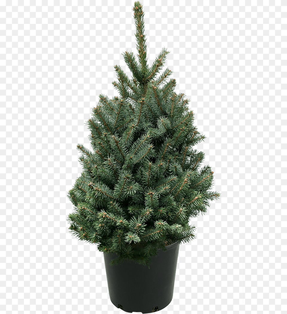 Houseplant, Conifer, Plant, Spruce, Tree Free Png Download