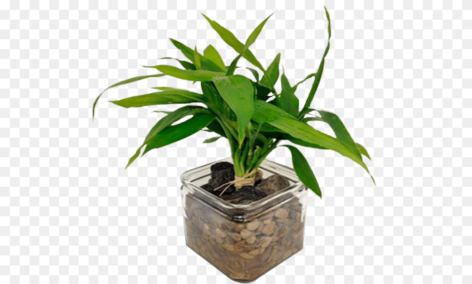 Houseplant, Leaf, Plant, Potted Plant, Jar Png