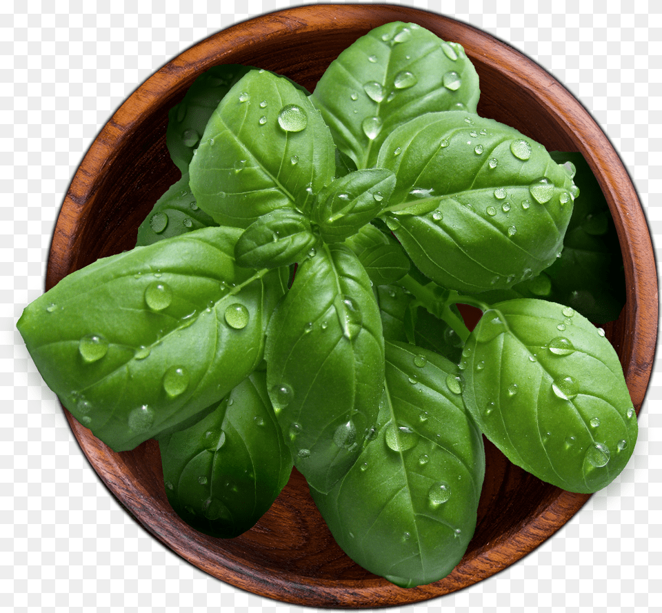 Houseplant, Leaf, Plant, Food, Leafy Green Vegetable Free Png